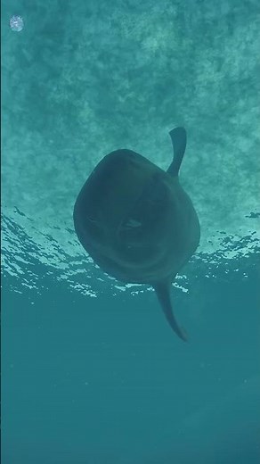 Dynamic MEGALODON Mealtime 🦖 Jurassic World Evolution 2