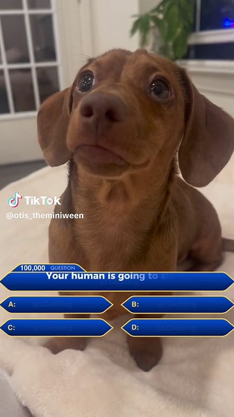 Who Wants to Be a Millionaire Sound Effects