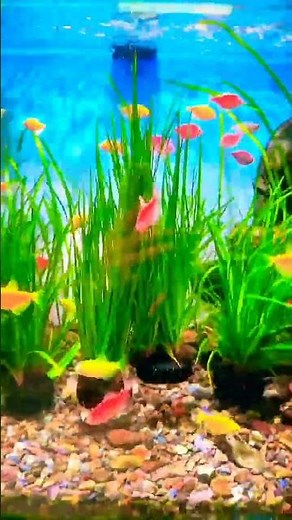 Glowfish tetra in fresh water...#koi #exoticaquariumfish #aquariumfish #fishkeepinghobby
