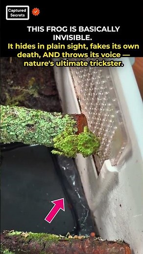 The Frog That Can Trick Any Predator 🐸