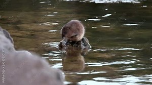 A muskrat sits on a rock near the water's edge for a quick grooming session in the evening light before slipping back into the water and swimming away.