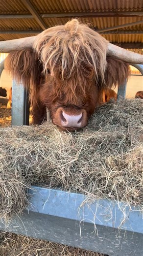 Colready Highlands on Instagram: "- Meet A’Steve Why does he have such a blonde fringe? 🤭 A’Steve, also known as Mini John, learned from the best his dad, King John (yes, that’s his real name!) Ever wondered how bulls know when a female is in season? Well… it’s mostly all in the nose! When a female goes for a wee, she’s leaving chemical signals in her urine. King John? He plods over, sticks his head under, and gives the silliest grin, he knows exactly what’s up 🤭 A few of you may have witnesse