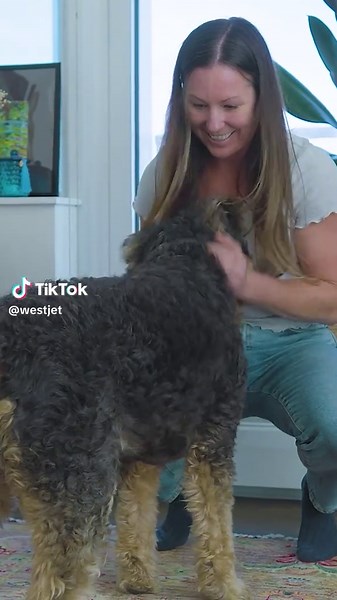 Pet Air Services by WestJet: Safe Travels for Pets