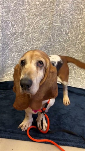 Meet Cloudy a Basset Hound currently available for adoption! 2/23/2026 2:37:51 PM