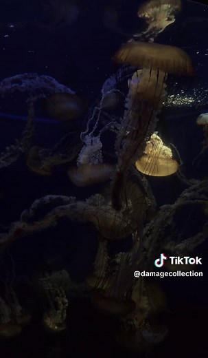 Exploring the Wonders of the Aquarium of the Pacific