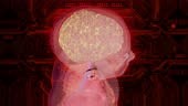 Human brain medical cyber,Human Nervous System Brain Anatomy Animation