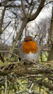 Bob, a little shocked by the answer to his question 😂 The alarm call of a blackbird 🧡 (February 2023) | Putman and Robin