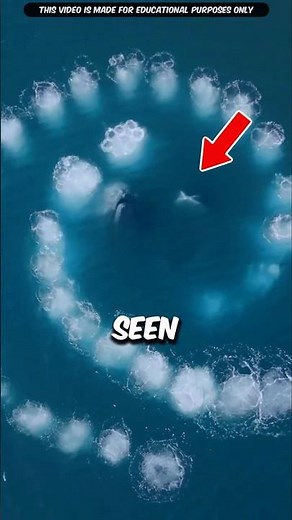 How Do Whales Create These Stunning Ocean Patterns? | #shorts