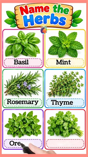 Name the herbs || plants name for kids #kidslearning