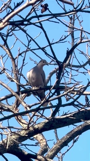 Spotted a lone Eurasian collared dove this afternoon #birdwatching #dove #farm #oklahoma #nature