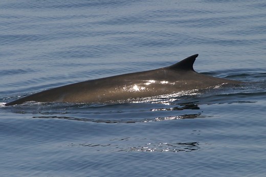 Fin whale - Whale and Dolphin Conservation