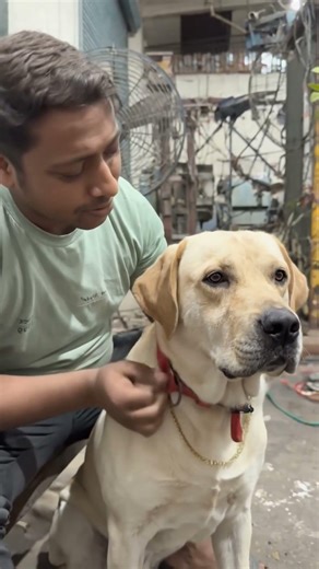 #Dog #shorts #funny #video #3445