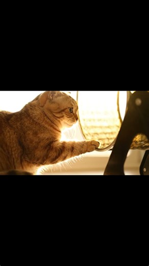 Almost a Touch | Midnight Curiosity 🐈🐹🌌