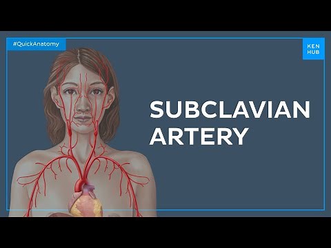 Subclavian artery - Quick Anatomy | Kenhub