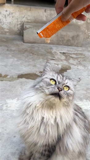 How to Control Your Cat Behavior Effectively