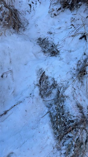 Following a trail in the snow is easier than a fall/summer trail - this guy went down right away then got up and ran about 40 feet after being shot. #alaska #adventure #kodiak #kodiakbrownbear | Alaska Exposure