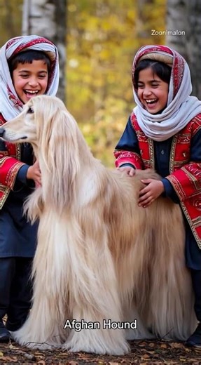 Afghan Hound