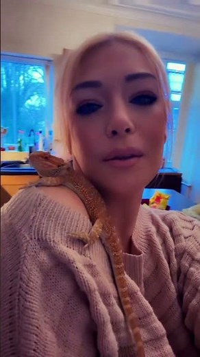 Bearded dragon on your shoulder pet bearded dragon #beardeddragon #reptiles #reptilelife #cute #pets