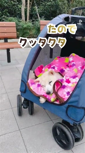 After a good rehabilitation walk, I'm feeling really sleepy... #rescue #shelterdog