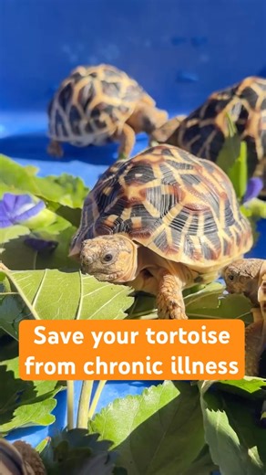 A basic mistake that can kill your tortoise #tortoise #kachhua #indianstartortoise