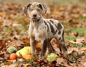 Catahoula Cur - Alchetron, The Free Social Encyclopedia