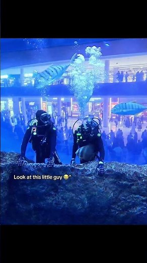 Scuba diving in Dubai Mall Aquarium | Unreal experience