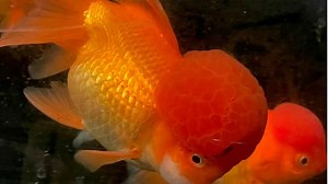 What To Do With A Goldfish That's Too Big - AquariumCirlce