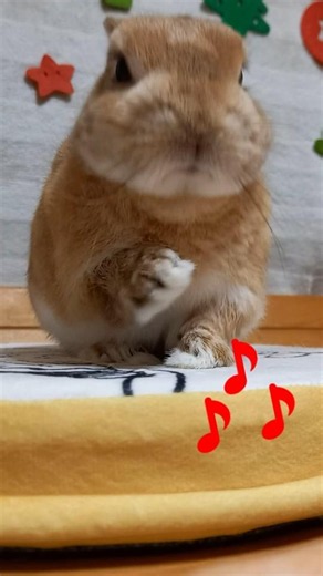 うさぎダンス１８ Rabbit Dance ムーンウォーク！？