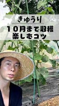 【きゅうり】8月に枯れる原因はコレでした！9月まで採り続ける3つの作業