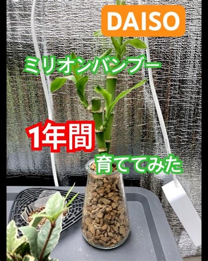 【DAISO】ミリオンバンブーを１年間育てた結果【水耕栽培】