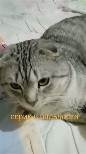 ну прадомилый