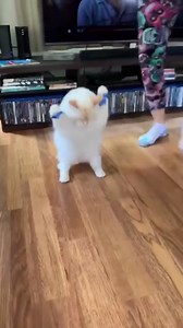 Walking like a zombie😱😱#usa🇺🇸 #cat #cats #cutecat #catsoftiktok #fyp ... | Pets Planet