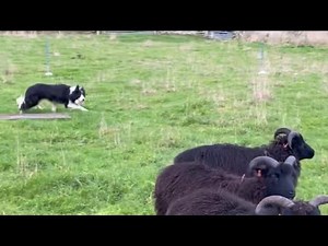 Scottish sheepdog in action - echo sheepdog school