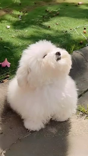 @tiny.pawws on Instagram: "😍🐾 #maltese #bichon #bichonfrise #malteseofficial #bichonfrisé #puppy #dogtraining #dogsofnyc #dogslife #dogsofinstagram #instadog #doggrooming #dogfood #dogasmr #doggo #doggroomer #dog #dogtrainer #dogbathtime #dogbath #dogcare #puppiesofinstagram #cutepuppy #cutedog #maltipoo #poodle #yorkie #yorkshire #poodlemix #poodlegram"