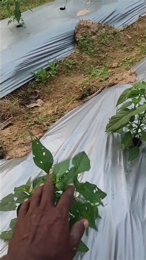 CHILLY FARMING IN NEW TECHNIQUES #AMARFARMING #SMARTAGRICULTURE #FARMING #SHORTS #VIRAL #REELSVIDEO