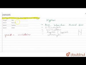 Which fungus does not consist a long, slender thread like structure called hyphae ?