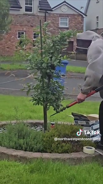 Great footage, from the start of the swarming to safe Removal by a Beekeeper. #savethebees #Britishpestcontrolassociation ##northwestpestcontrolltd #professionalpestmanagement