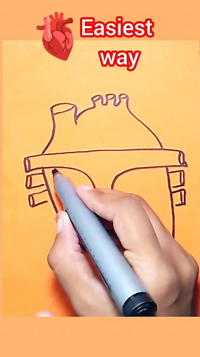 Learn How to Draw a Human Heart Step by Step