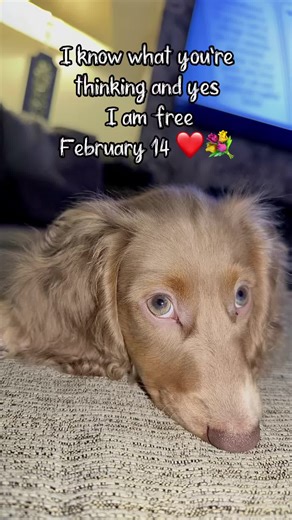 Roses are red, violets are blue, my puppy is cuter than anyone you knew ❤️🐶🐾 #valentine #fyp #dog #love #viral