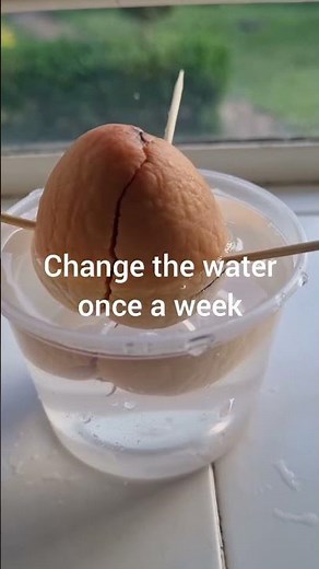 How to germinate an Avocado seed.
