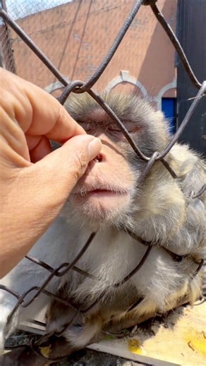 5.8K views · 53 reactions | Check monkey 's nose before sleep   #monkeys #littlemonkeys #LoverMonkey | Lover Nature | Facebook