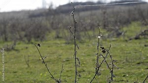 Dancing flying spider webs in a field during a strong wind