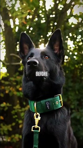 5 Family Dogs That Won't Back Down