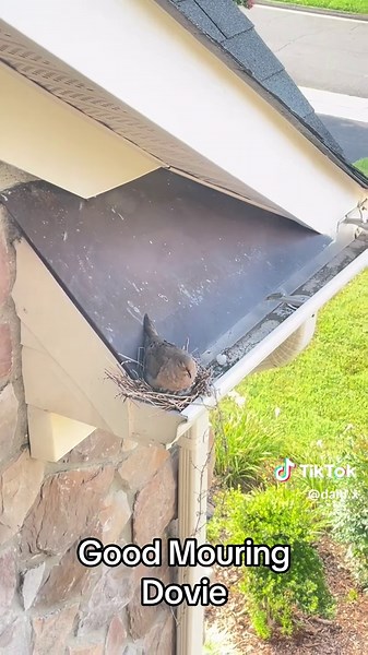 Exploring the Mourning Dove and Its Habitat