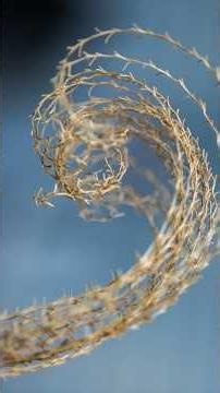 EL PATRÓN OCULTO DE LA NATURALEZA 🌻