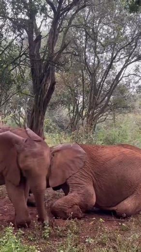 Latika sees a minute without Wamata as a minute wasted! Latika has been through a lot in her life and was once quite withdrawn — but that all changed when Wamata was rescued. Recognising a young elephant in need of love and support, Latika found her purpose once again. She is extremely devoted to her adopted baby and shows little interest in new arrivals — she is loyal to Wamata and Wamata only. (But on this day, the girls generously allowed Olomunyak to join the group!) — We rescued Latika duri