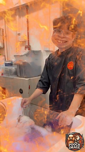 2.3K views · 4 comments | AH FAT THE MINI BICHON  Pooch Image –...