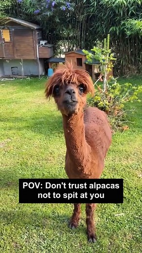 9.5K views · 177 reactions | Funny alpaca 蓮 #fyp #foryou #funny #alpaca #usa | Horse Life | Facebook