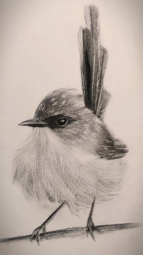 How to Draw a Realistic Bird | Pencil Drawing Tutorial