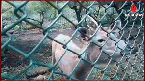 18K views · 552 reactions | After noticing symptoms of COVID-19 in a tiger in New York, Central Zoo Authority geared up for protection of animal all over India | State Times | Facebook